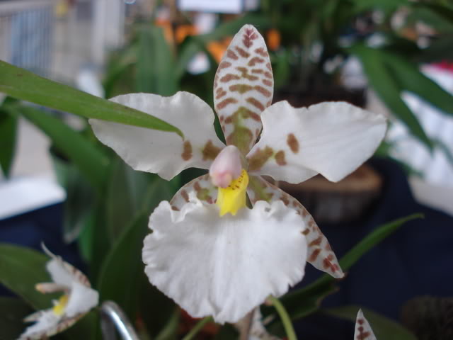 DSC08191.jpg