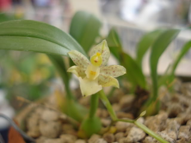 DSC08193.jpg