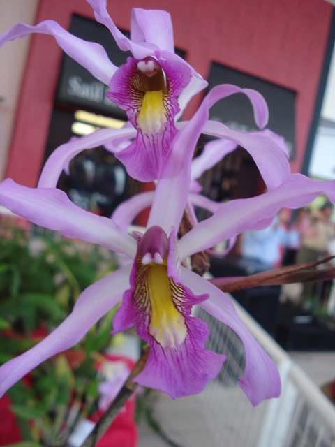 DSC08195.jpg