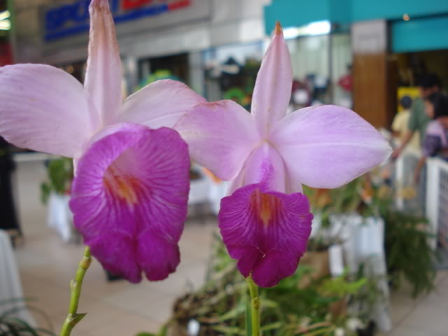 DSC08197.jpg