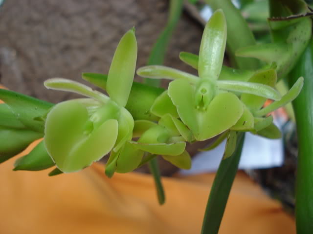 DSC08199.jpg