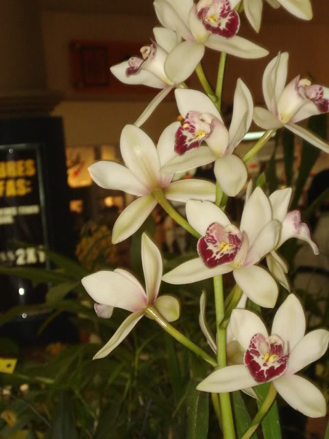 DSC08204.jpg