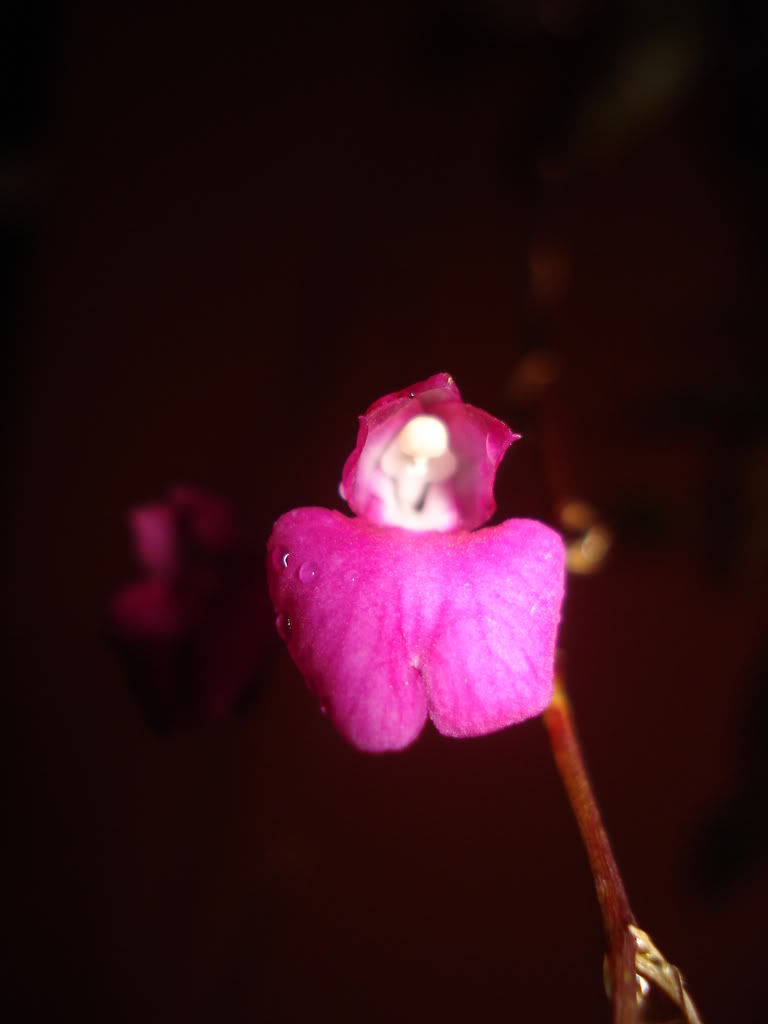 DSC08218.jpg