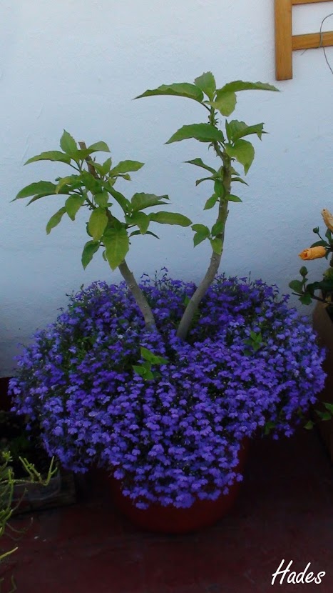 DSC08223+copia.jpg