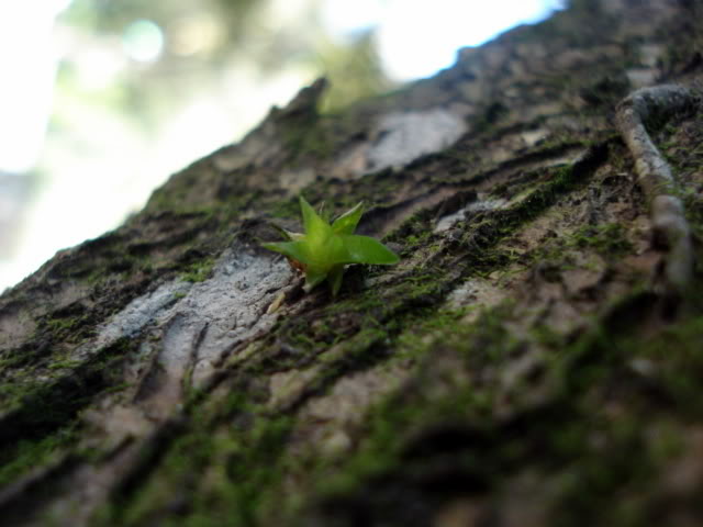 DSC08254.jpg