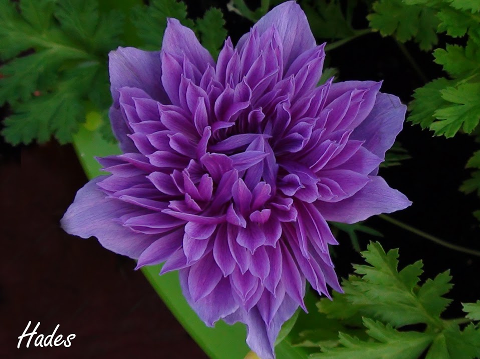 DSC08275.jpg