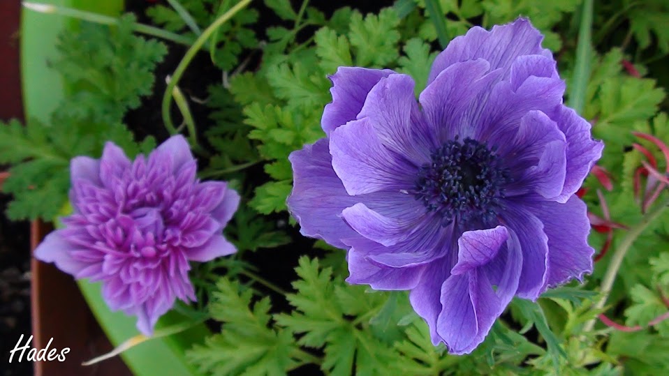 DSC08277.jpg