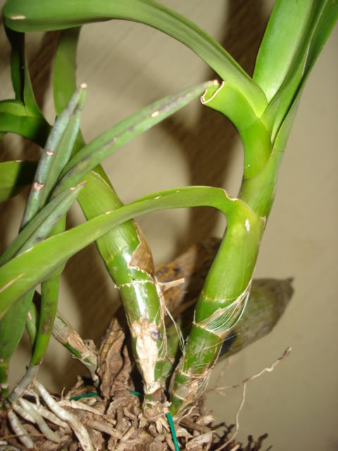 DSC08278.jpg