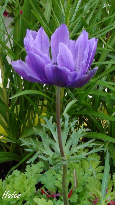 DSC08279.jpg