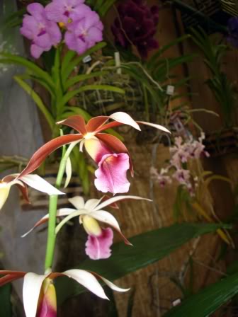 DSC08296.jpg
