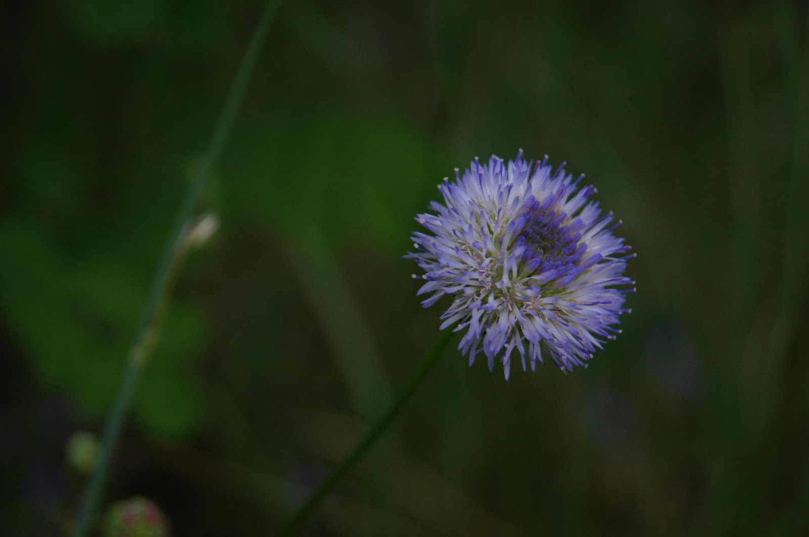 DSC08300_2456x1632.jpg