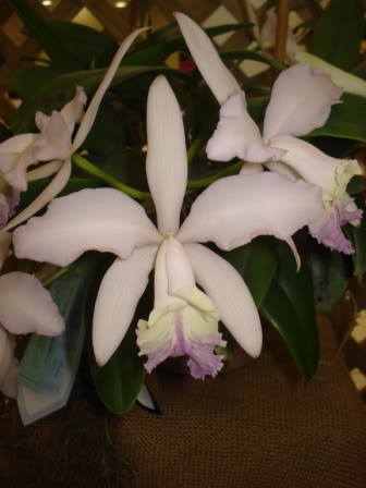 DSC08334.jpg