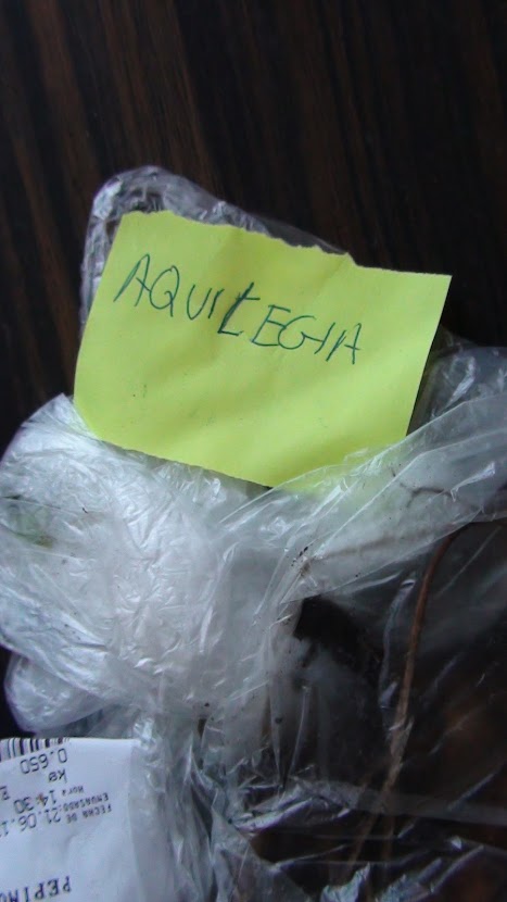 DSC08384.JPG