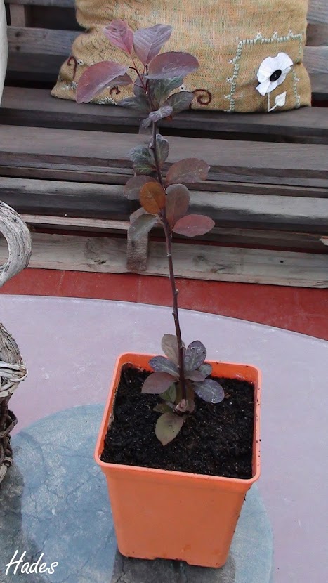DSC08393.JPG
