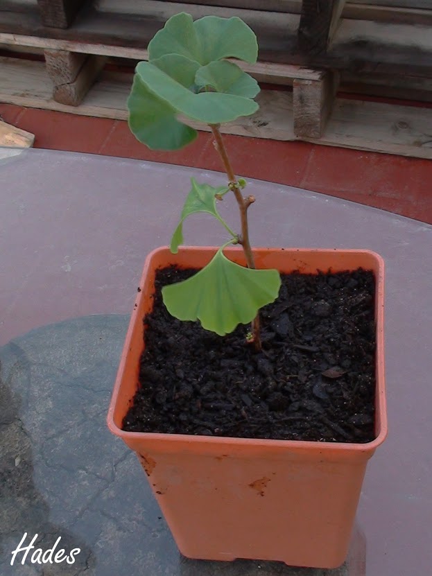 DSC08395.JPG