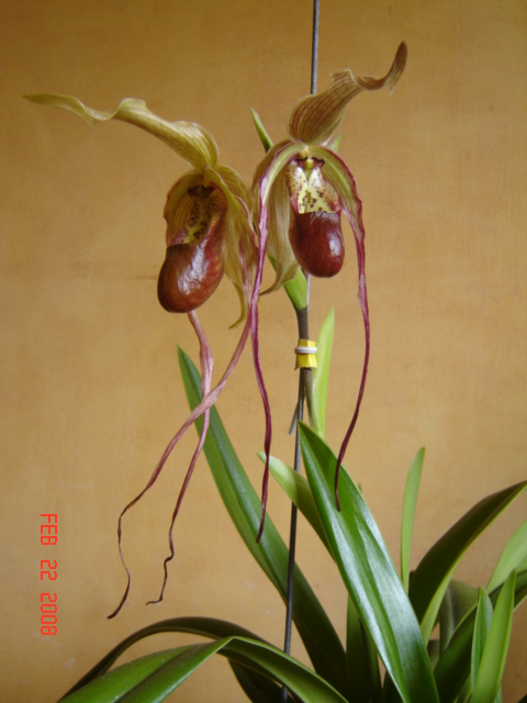DSC08532.JPG