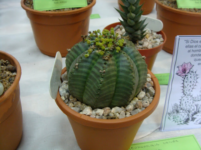DSC08626.JPG