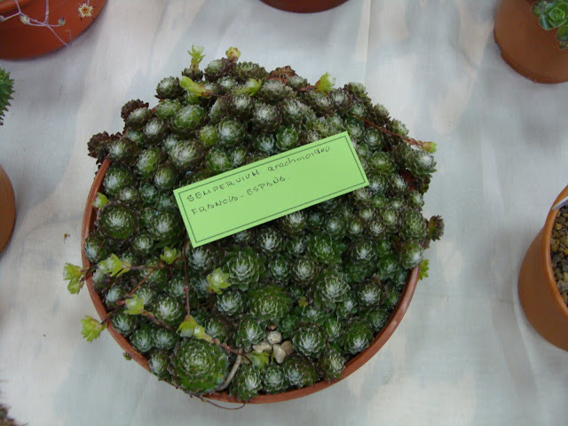 DSC08628.JPG