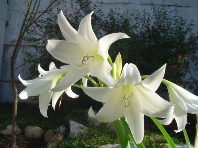 Dsc08708.jpg