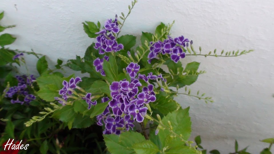 DSC08717.JPG