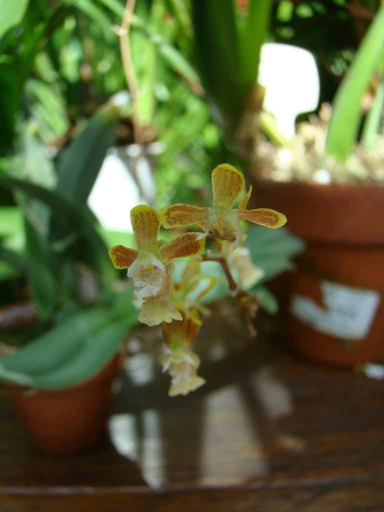 DSC08720.jpg
