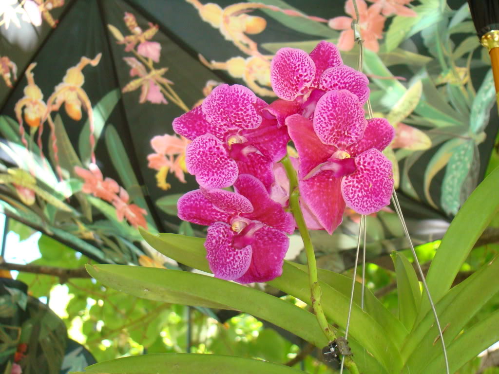 DSC08724.jpg