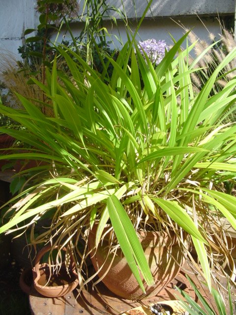 Dsc08726.jpg