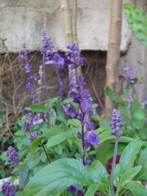 Dsc08728.jpg