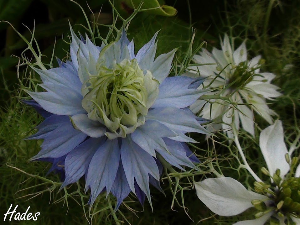 DSC08730.JPG