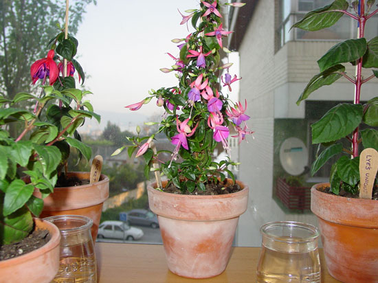 DSC08750.jpg