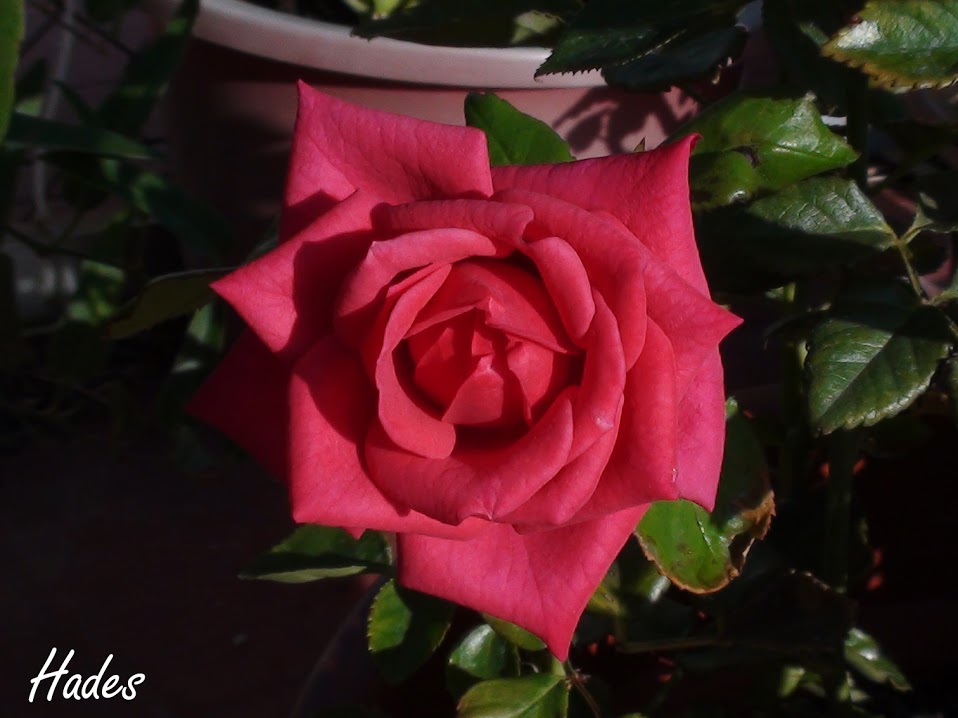 DSC08808.JPG