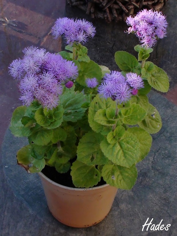 DSC08822.jpg