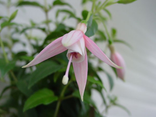DSC08900.jpg