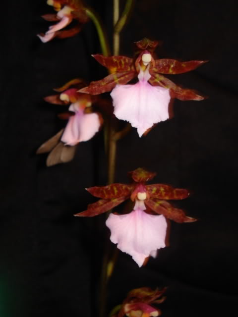 DSC08924.jpg