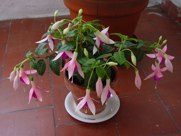 DSC09048.jpg
