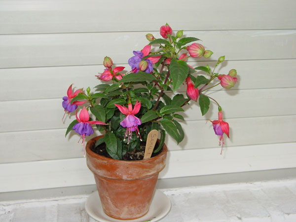 DSC09114.jpg