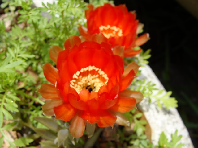 DSC09183.JPG