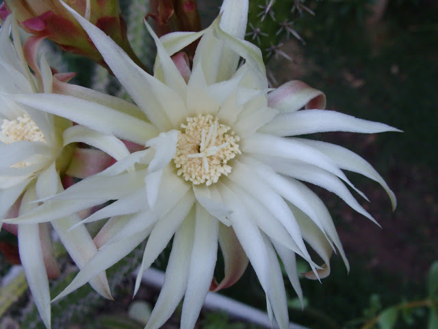DSC09214.JPG