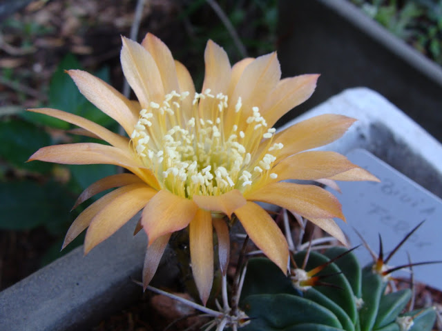 DSC09225.JPG