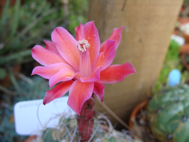 DSC09228.JPG