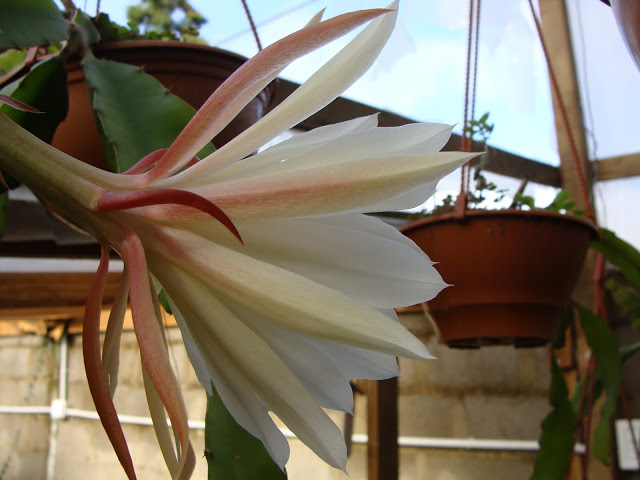 DSC09230.JPG