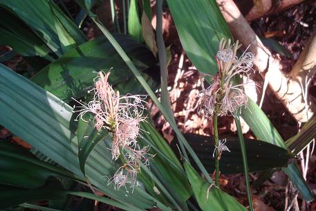 DSC09233%20%2810%29.jpg