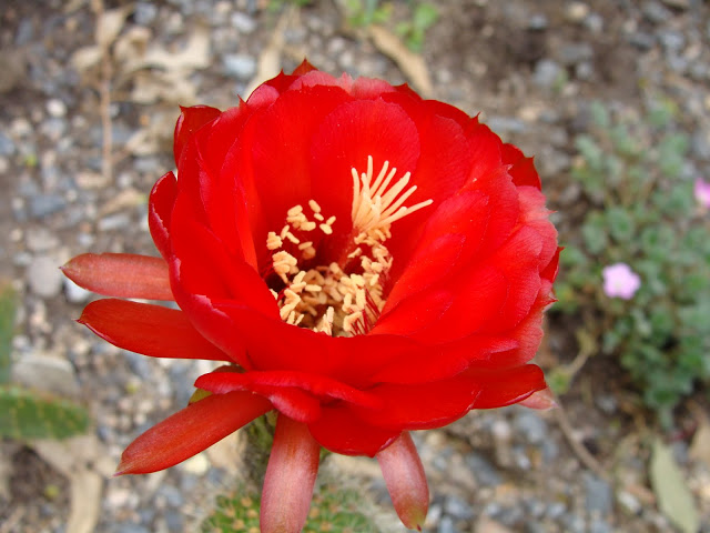 DSC09249.JPG