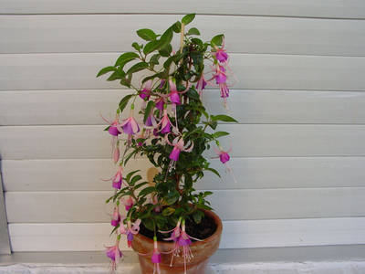 DSC09341.jpg