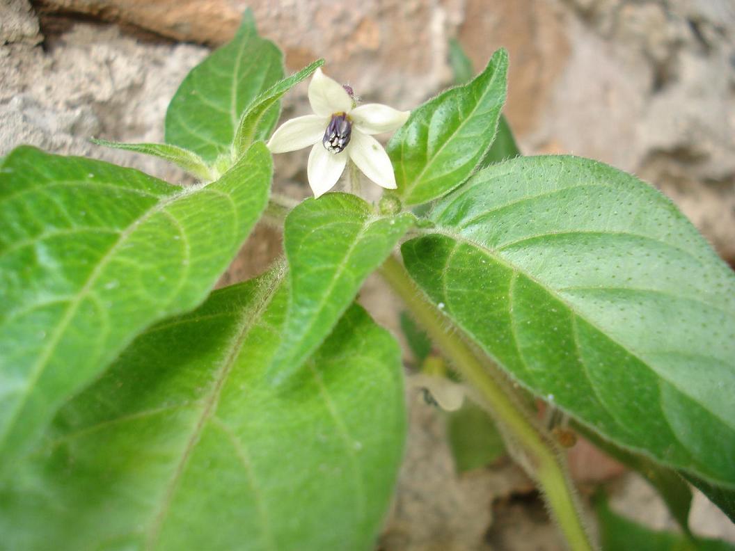 dsc09564florperuscar.jpg
