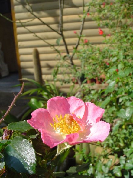 Dsc09631a.jpg