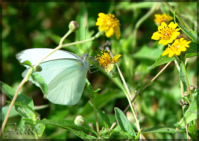 DSC09660_copiar.jpg