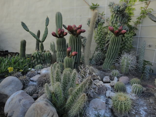 DSC09805.jpg