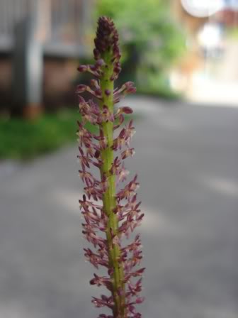 DSC09930.jpg