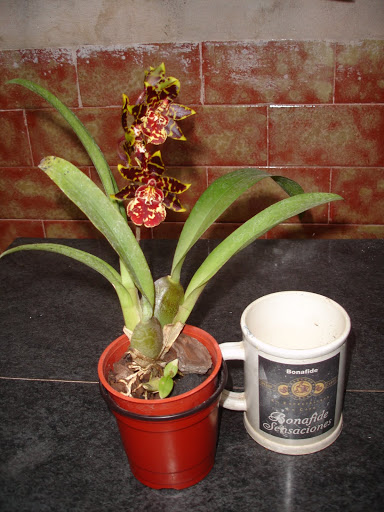 DSC09962.JPG